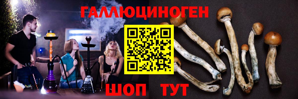 Галлюциногенные грибы GOLDEN TEACHER  закладки  Вход с VPN  Дальнегорск  Псилоцибиновые грибы MAGIC MUSHROOMS 